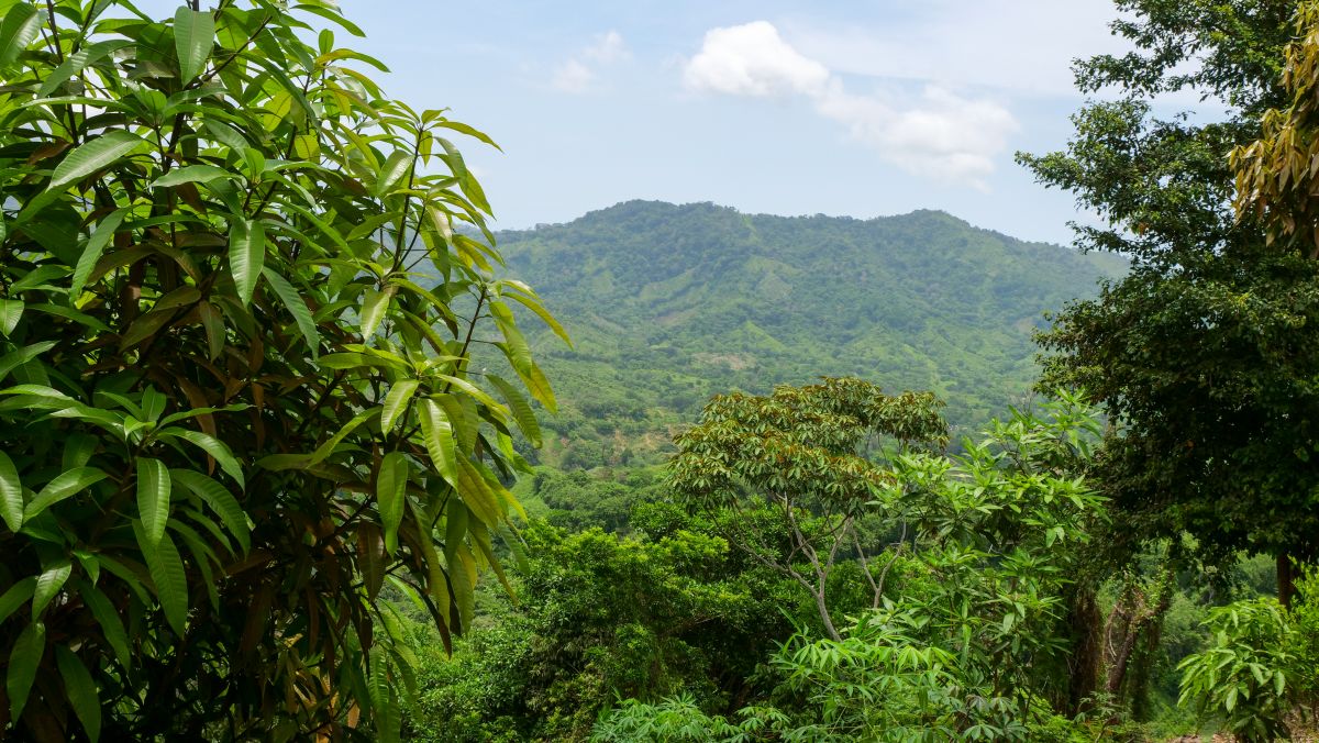 Nace el proyecto Bosque Cooking for a Better World